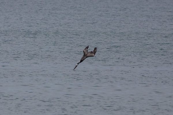 The Fall and the Rise