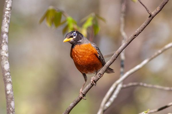 I Sit and Watch a Robin