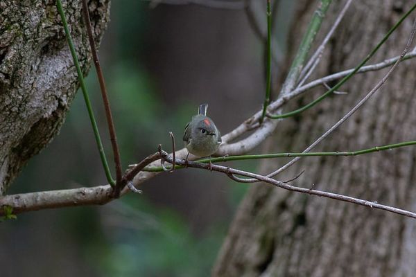Do Birds Watch Us Back?