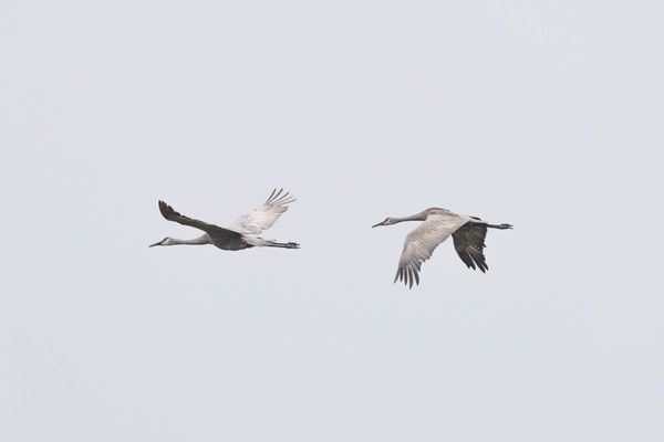 A Honk Worth Your Attention