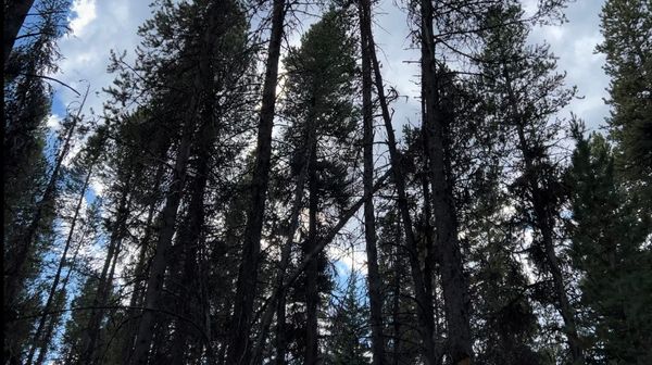 In Defense of the Wooded Sunset