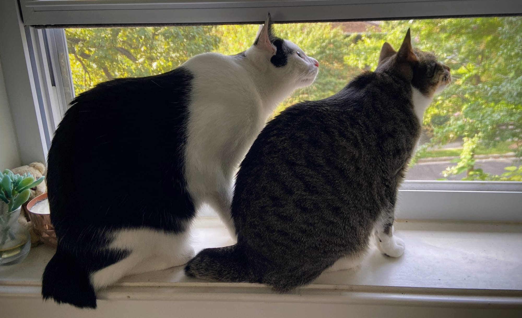 A black and white cat and a smaller tabby at a window, looking raptly at a squirrel. Not shown: wagging tail stubs.