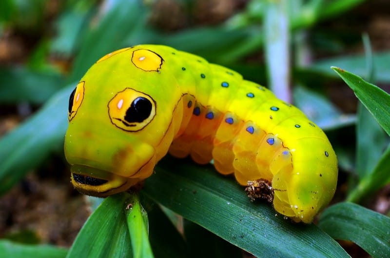 Closeup glamour shot of a neon green caterpillar with a yellow tummy, blue dots, and big eyespots "looking" up at the camera, sitting on a leaf
