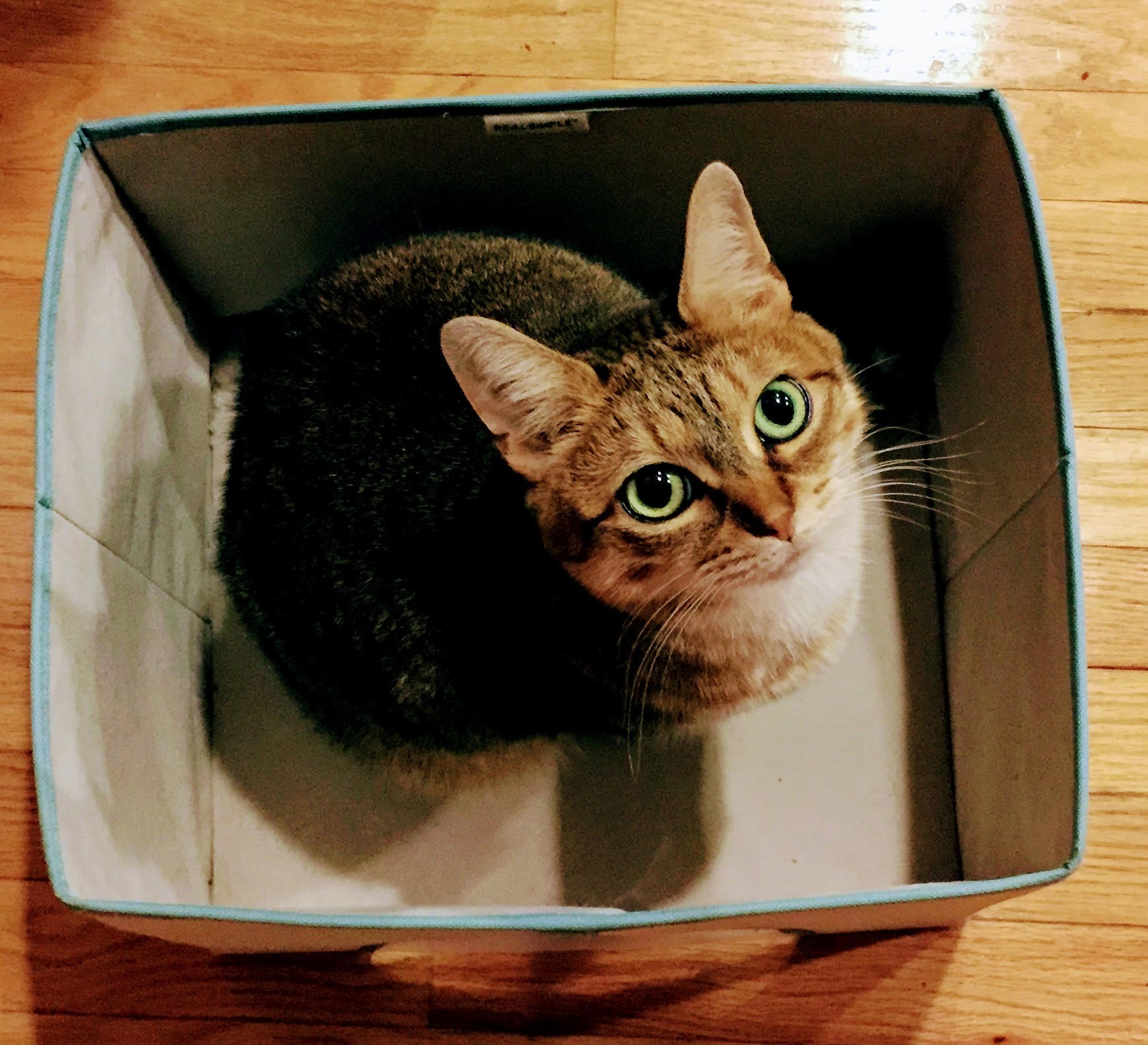 Gorgeous auburn-colored cat with huge green eyes looking up from inside a storage box