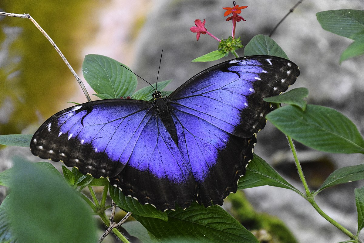 Blue Morpho butterfly on some leaves, with its top wingtips perpendicular to its head.