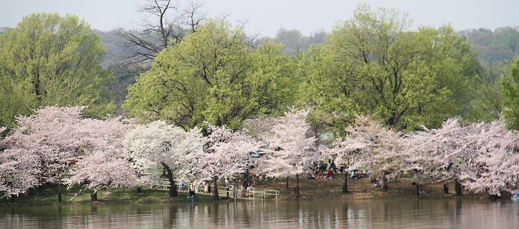 DC cherry blossoms by Javier Robles, via https://commons.wikimedia.org/wiki/File:Cherry_Blossom_Washington,_DC.JPG.