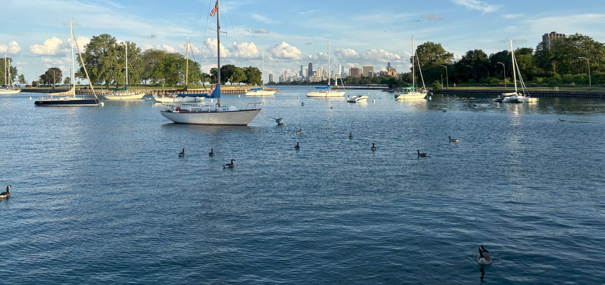 A view of the Chicago skyline in the distance from Montrose Harbor, with trees, boats, and ducks in the foreground