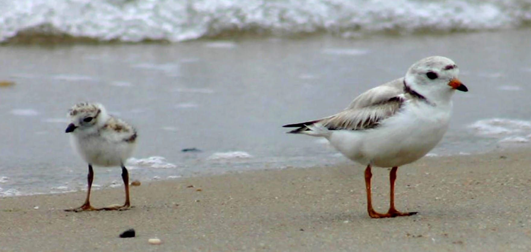 Small leggy bird parent and even leggier fuzzy chick on sandy beach with water in background