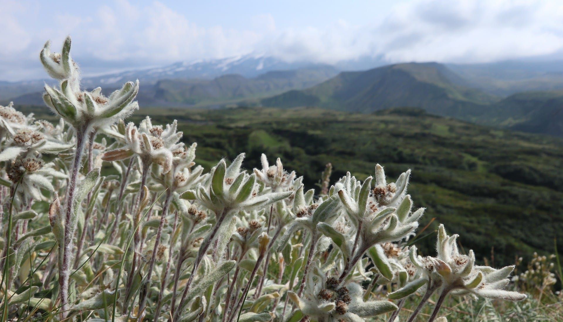 Closeup of frosted white edelweiss flowers in the foreground, with alpine mountains in background