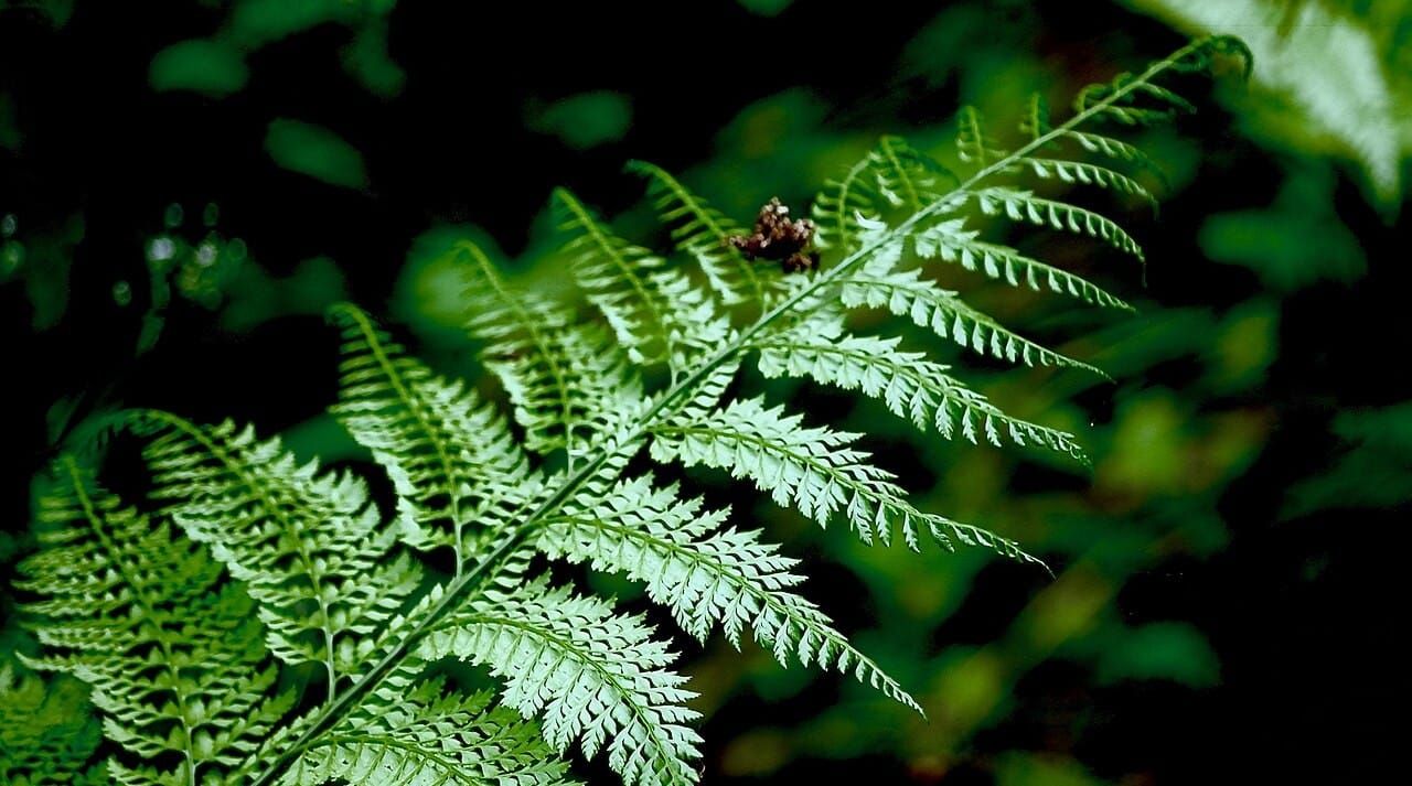 Closeup of fern frond growing along Japanese hiking trail, showing fractal pattern repetition in its pinna and pinules (leaflets and sub-leaflets)