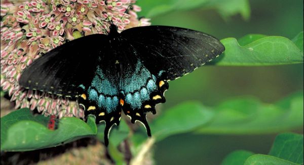 Black swallowtail butterfly with iridescent blue and yellow accents on some small pink flowers, with wings curved away from its head