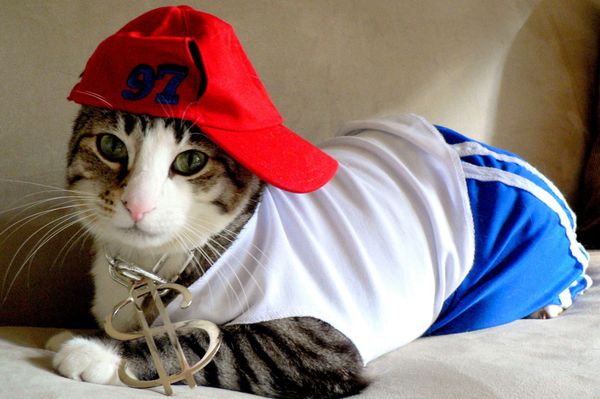Photo of a tabby cat wearing dollar sign necklace, sideways cap, and other '90s stereotypical "gangsta" costume bits