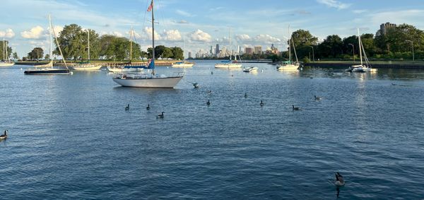 A view of the Chicago skyline in the distance from Montrose Harbor, with trees, boats, and ducks in the foreground