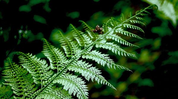 Closeup of fern frond growing along Japanese hiking trail, showing fractal pattern repetition in its pinna and pinules (leaflets and sub-leaflets)