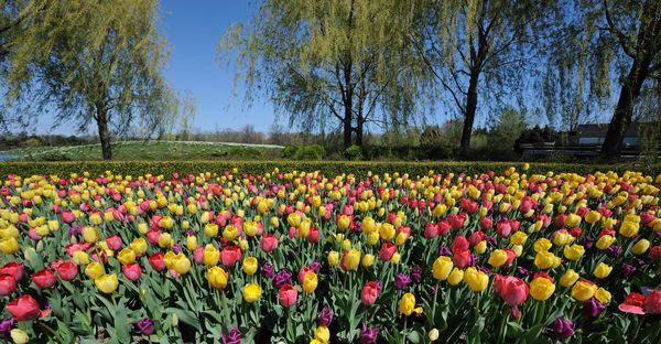 Colorful tulips at the Chicago Botanical Garden
