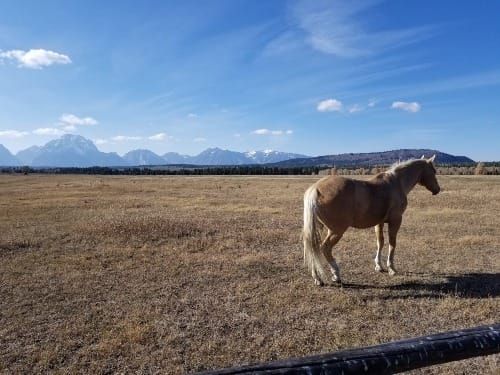tan horse on plains with Grand Tetons in background