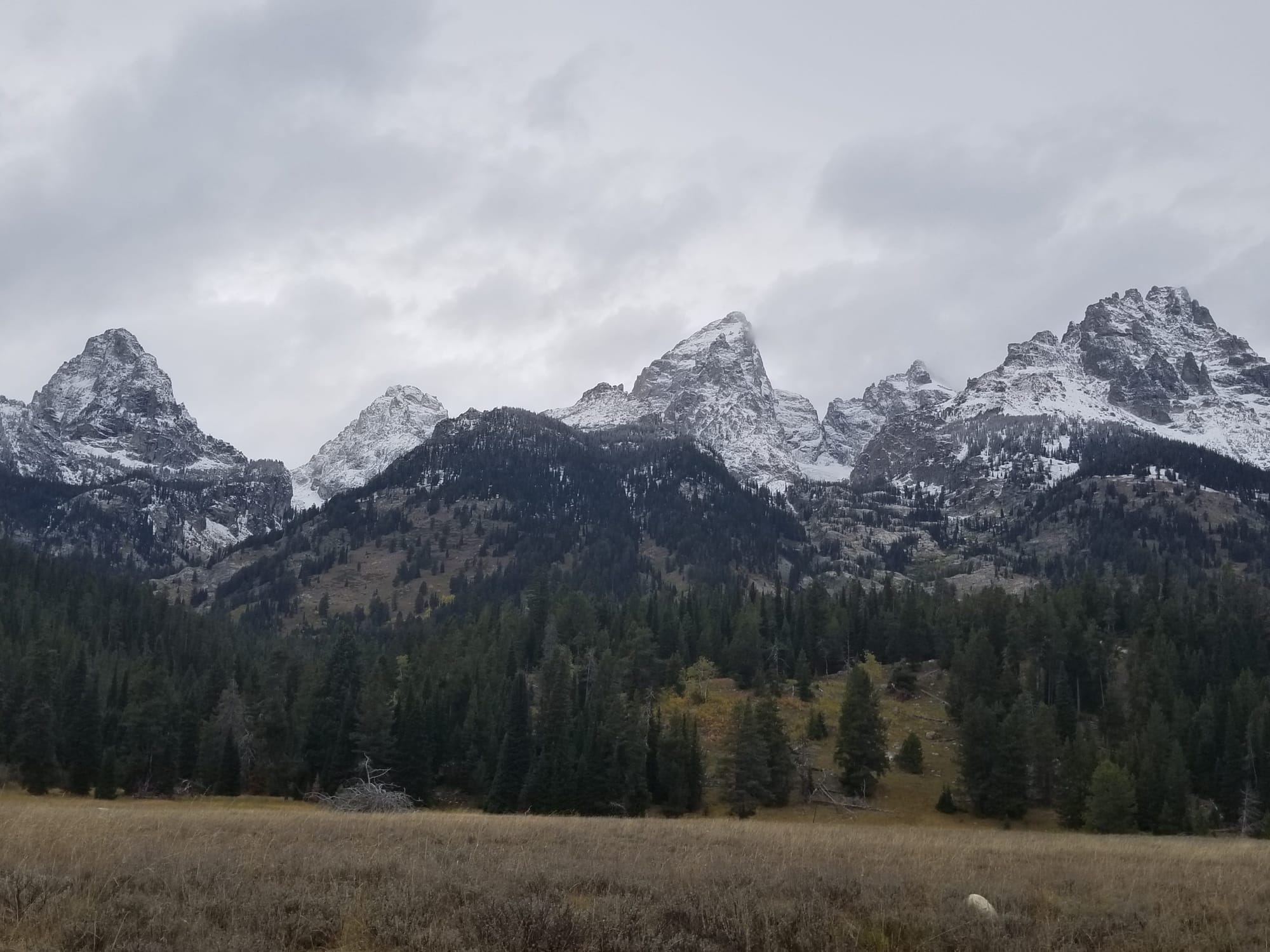 Rugged mountains in background, grassy meadow in foreground; forest in between