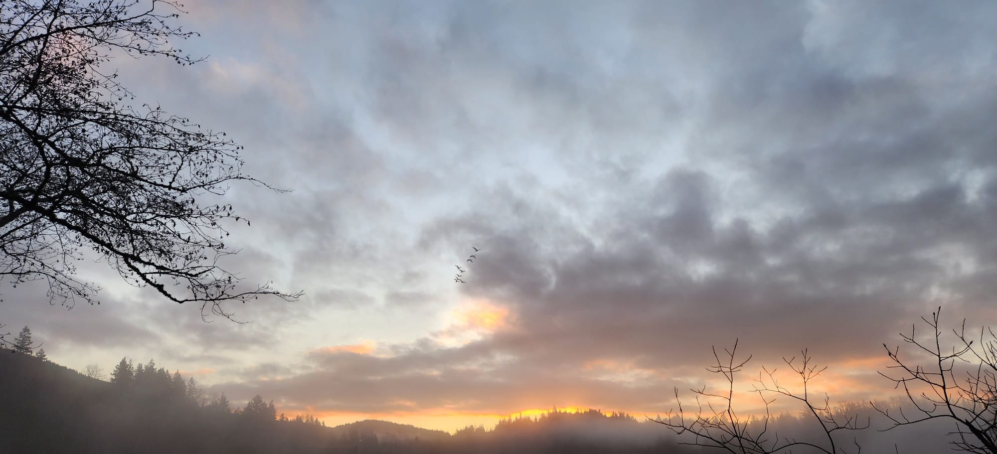 at sunrise, against a cloudy sky, a handful of trumpeter swans take flight