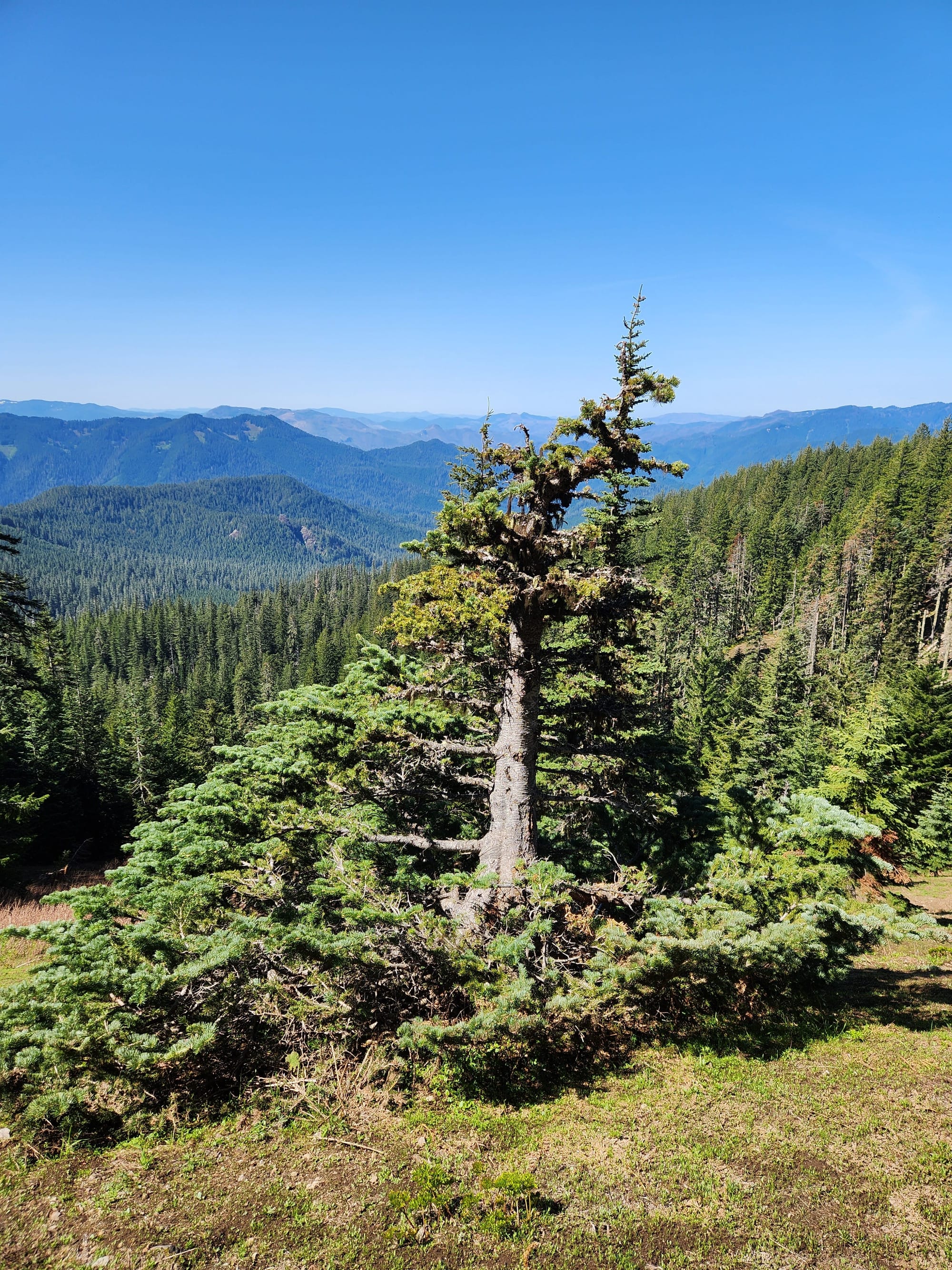 tree centered with forested ridges receding