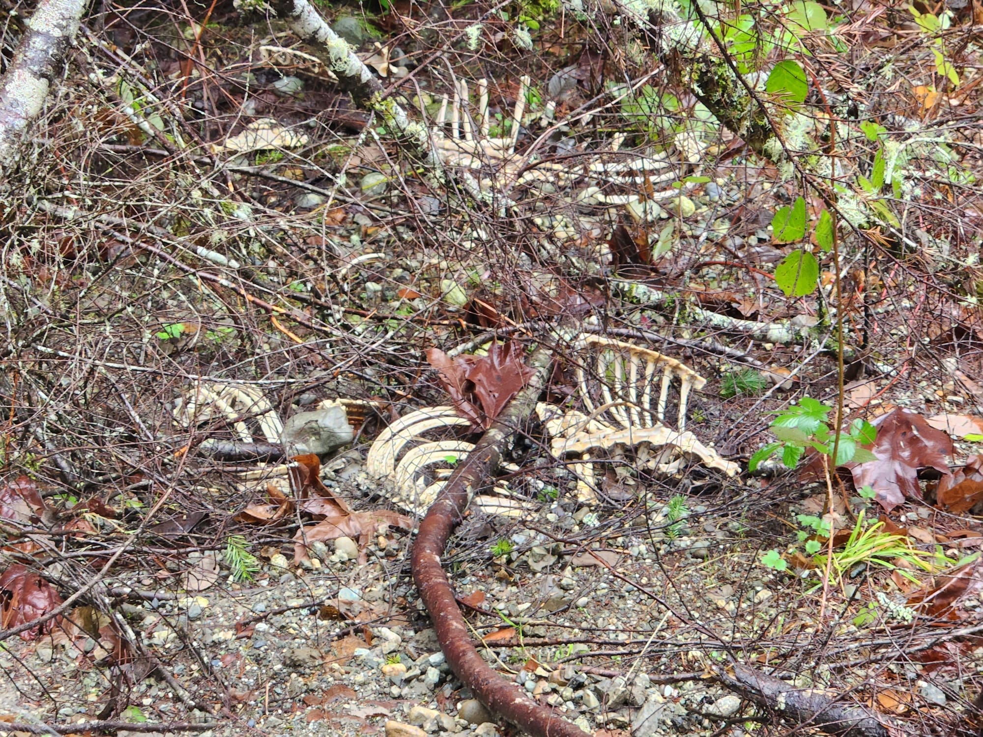 ribcages among brush