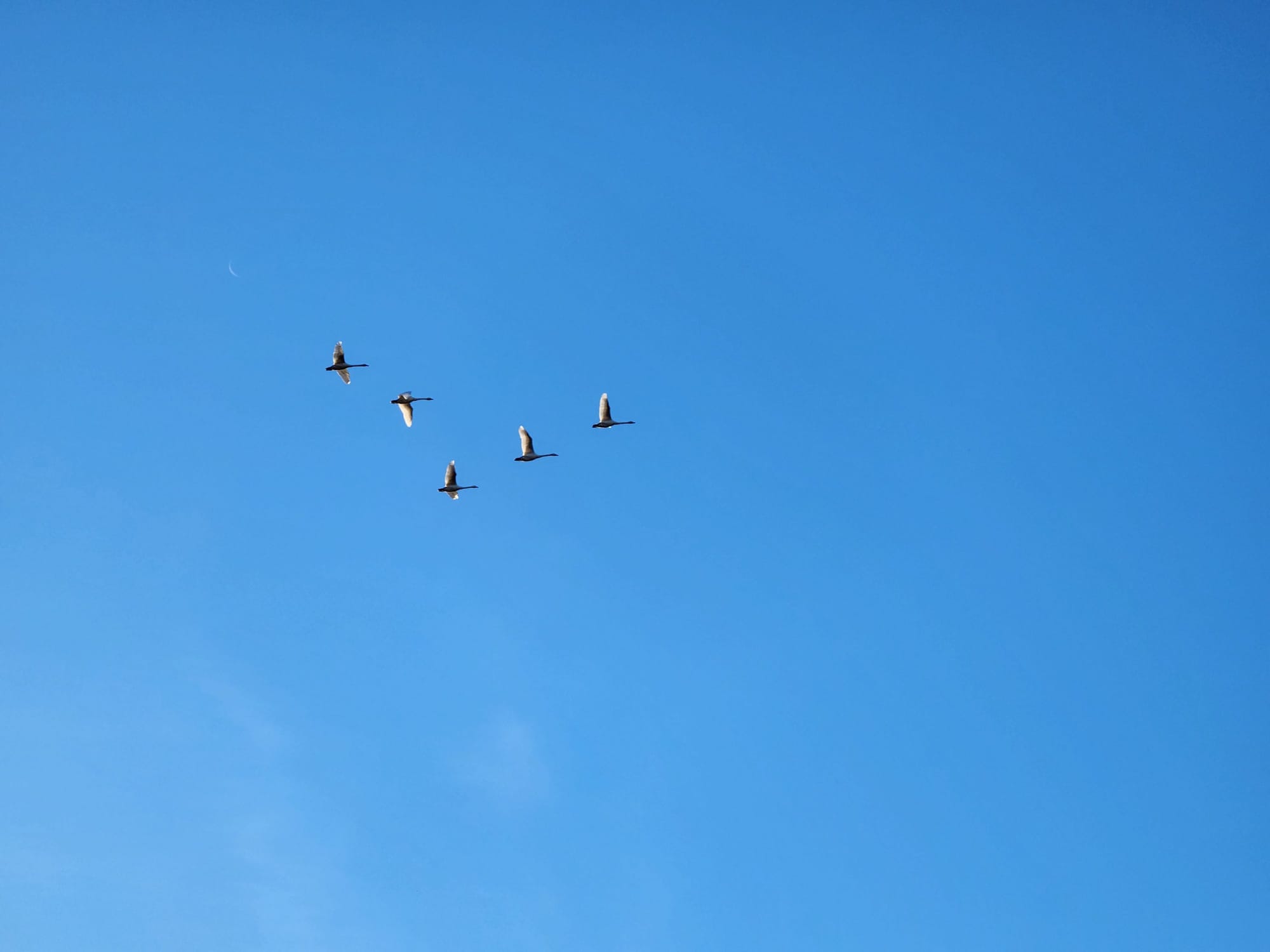 five swans in V formation, sunlight from behind