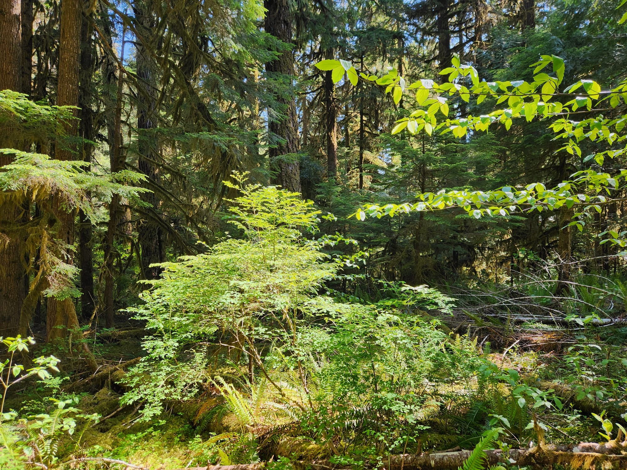 new growth in a forest opening