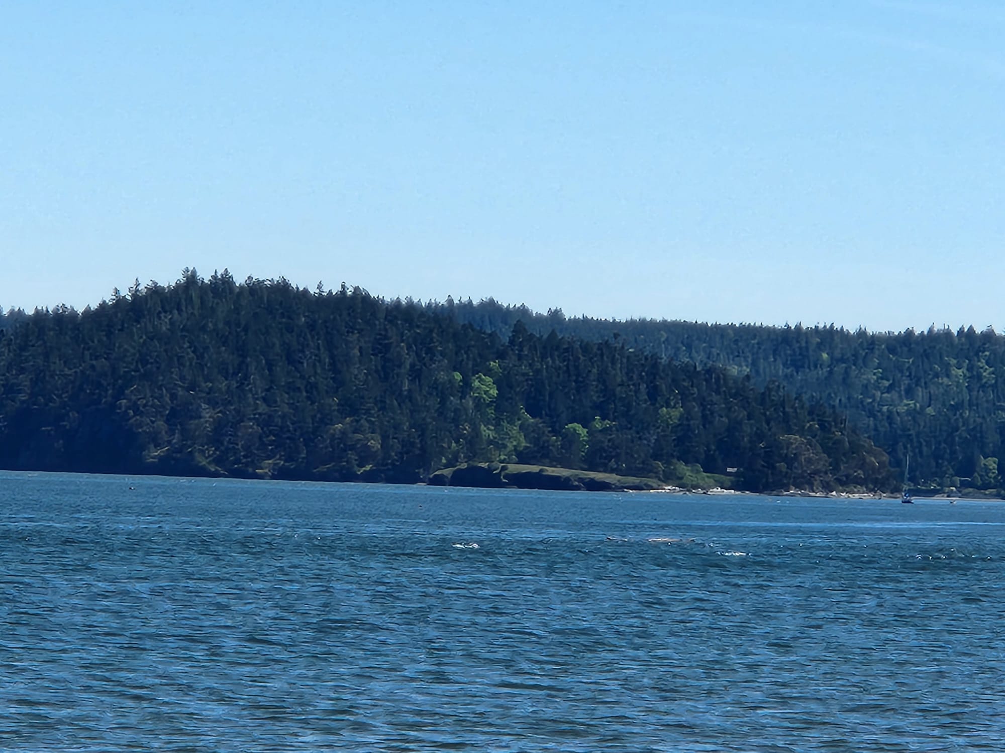 wooded hill across the open water