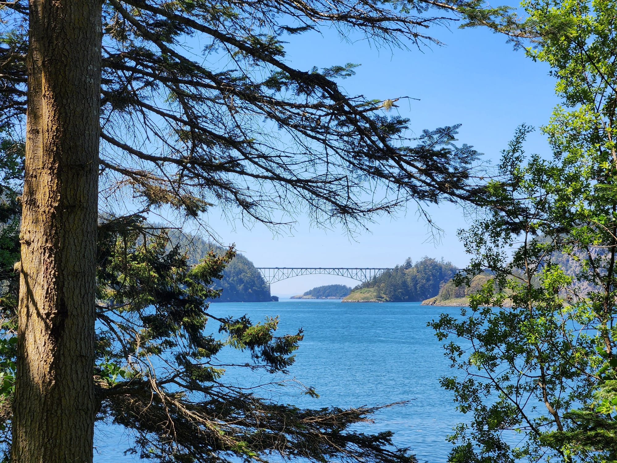 Deception Pass Bridge, framed by trees