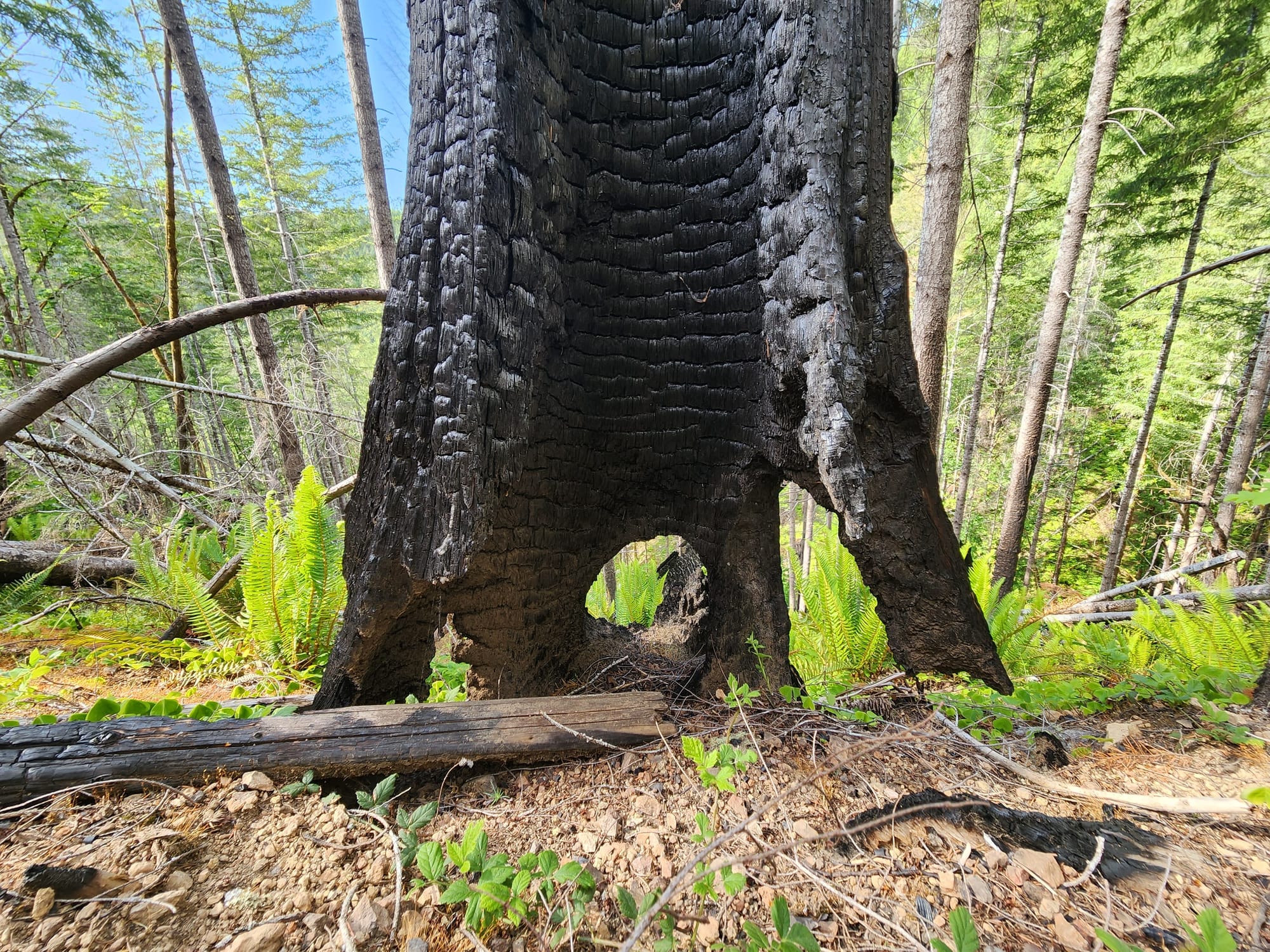 blackened, hollowed stump with green trees and ferns behind