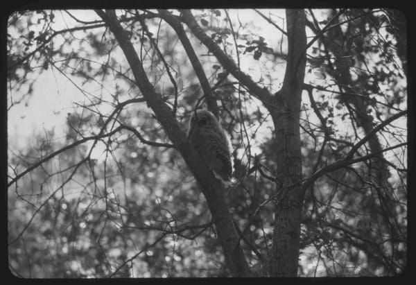 How a Threatened Owl and a Judge Forced Federal Agencies to Follow the Law