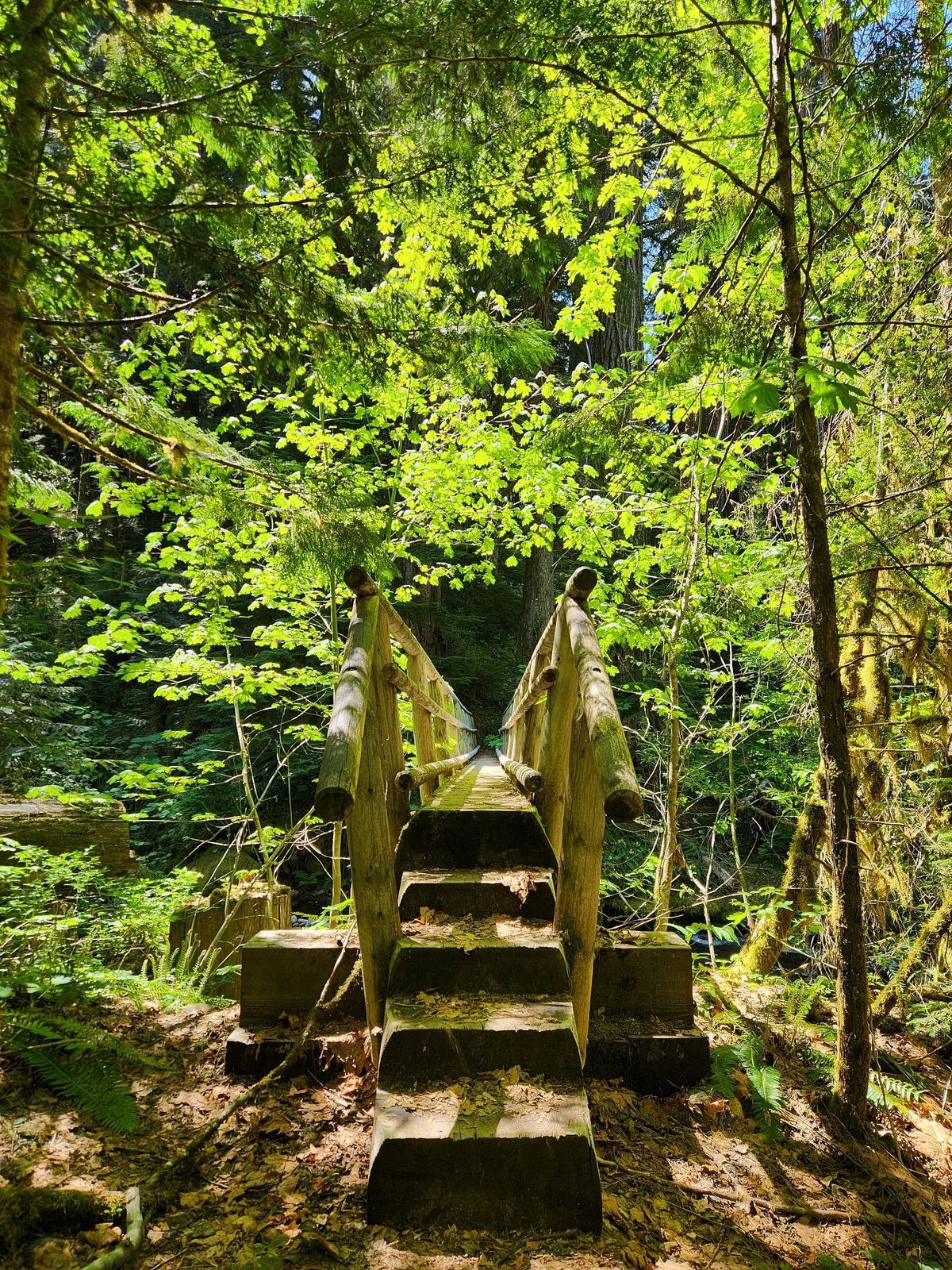 Long-term Learning about Old-Growth Forests