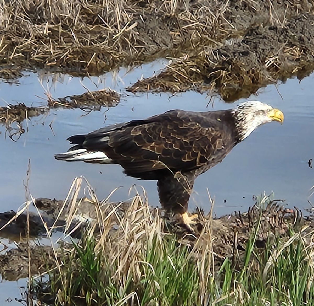 Marking 50 Years of the Endangered Species Act