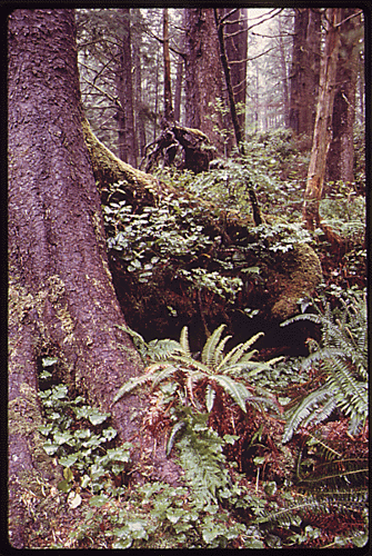 Olympic National Park's Canonical History