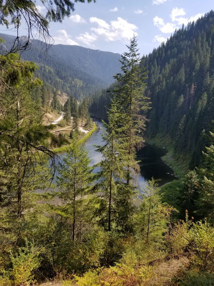 Transformations in the Forest