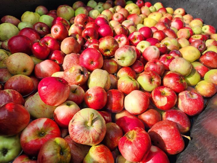 Pressing Apples--and Our Luck