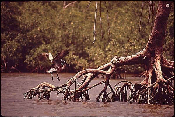 What Makes a Conservation Classic?