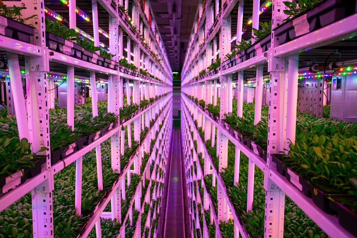 Urban farming 2060: How vertical gardens will feed megacities