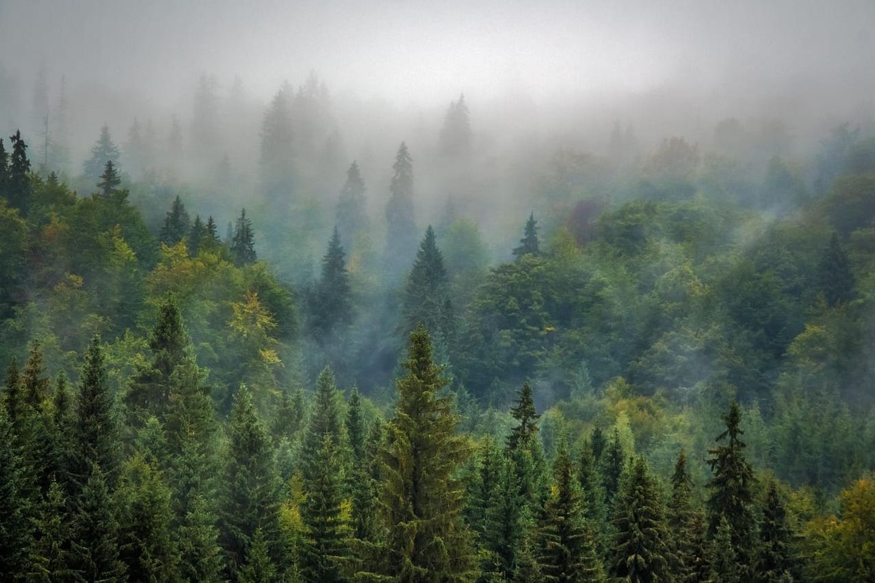 Reforestation: A greener future for planet Earth?