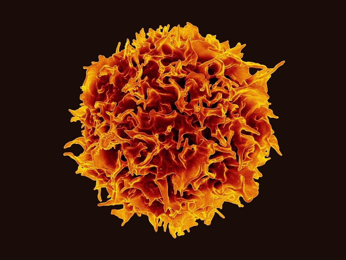 A factory reset for the immune system