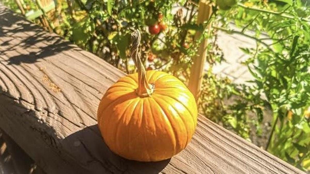 Halloween: The evolution of a Celtic pagan festival into a secular celebration