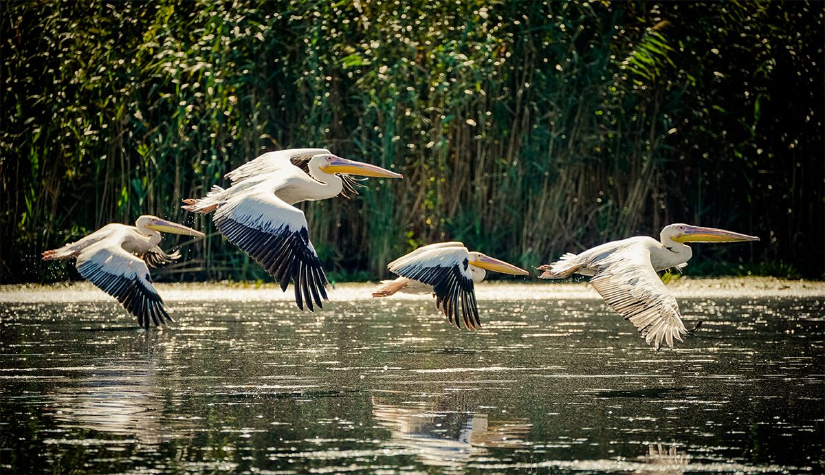 The day the white pelicans came