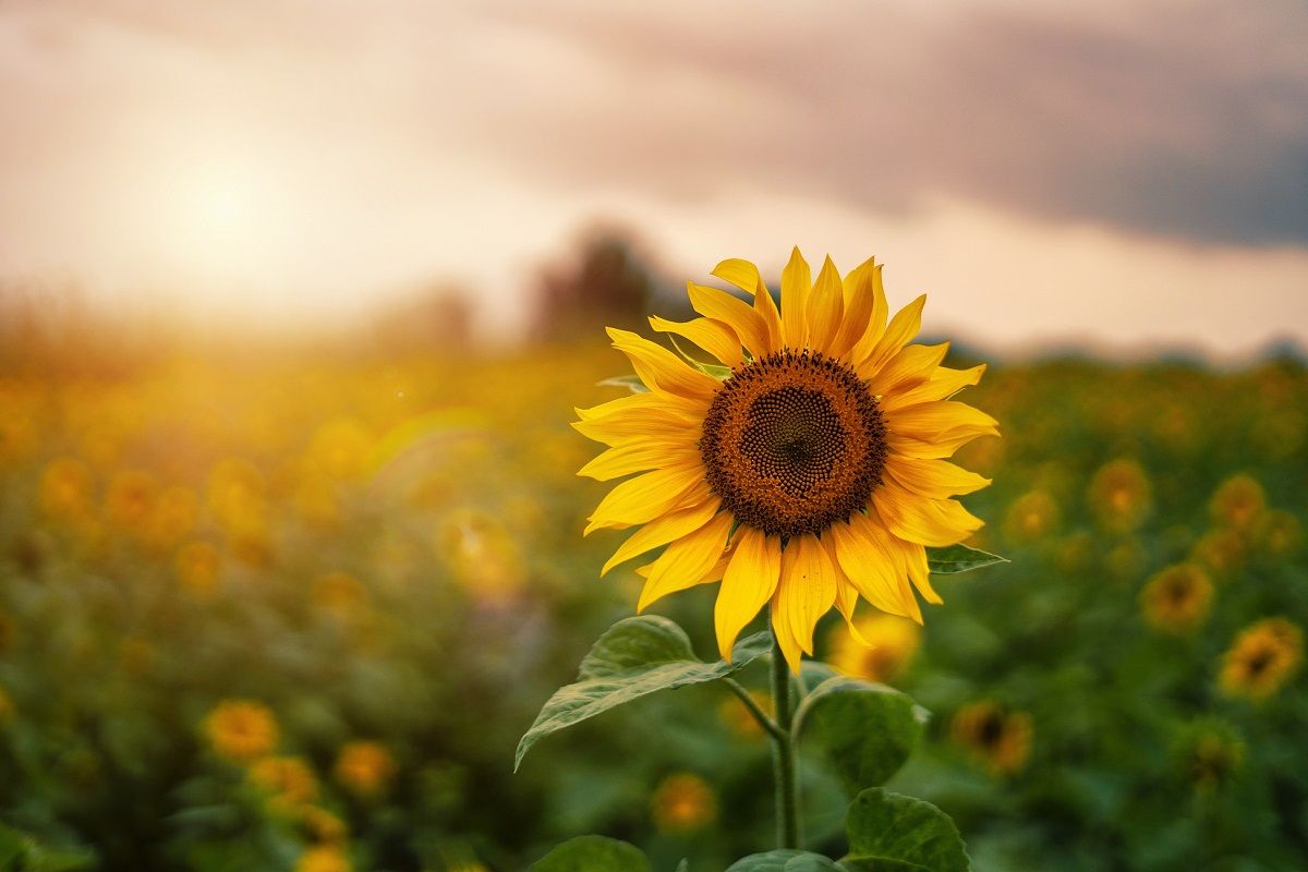 A sunflower in a sunny field