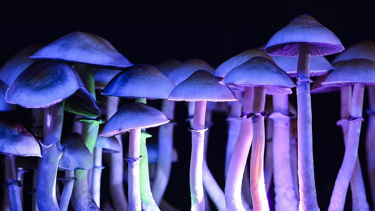 The present and future potential of psychedelics