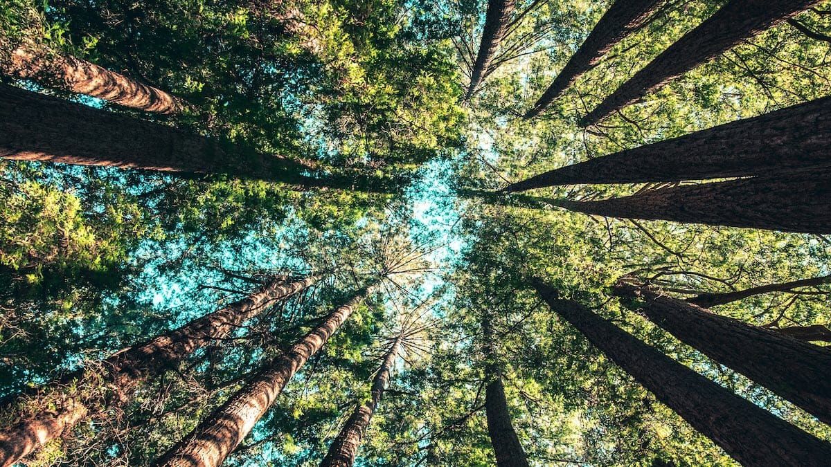 The standing artillery of Atlanta