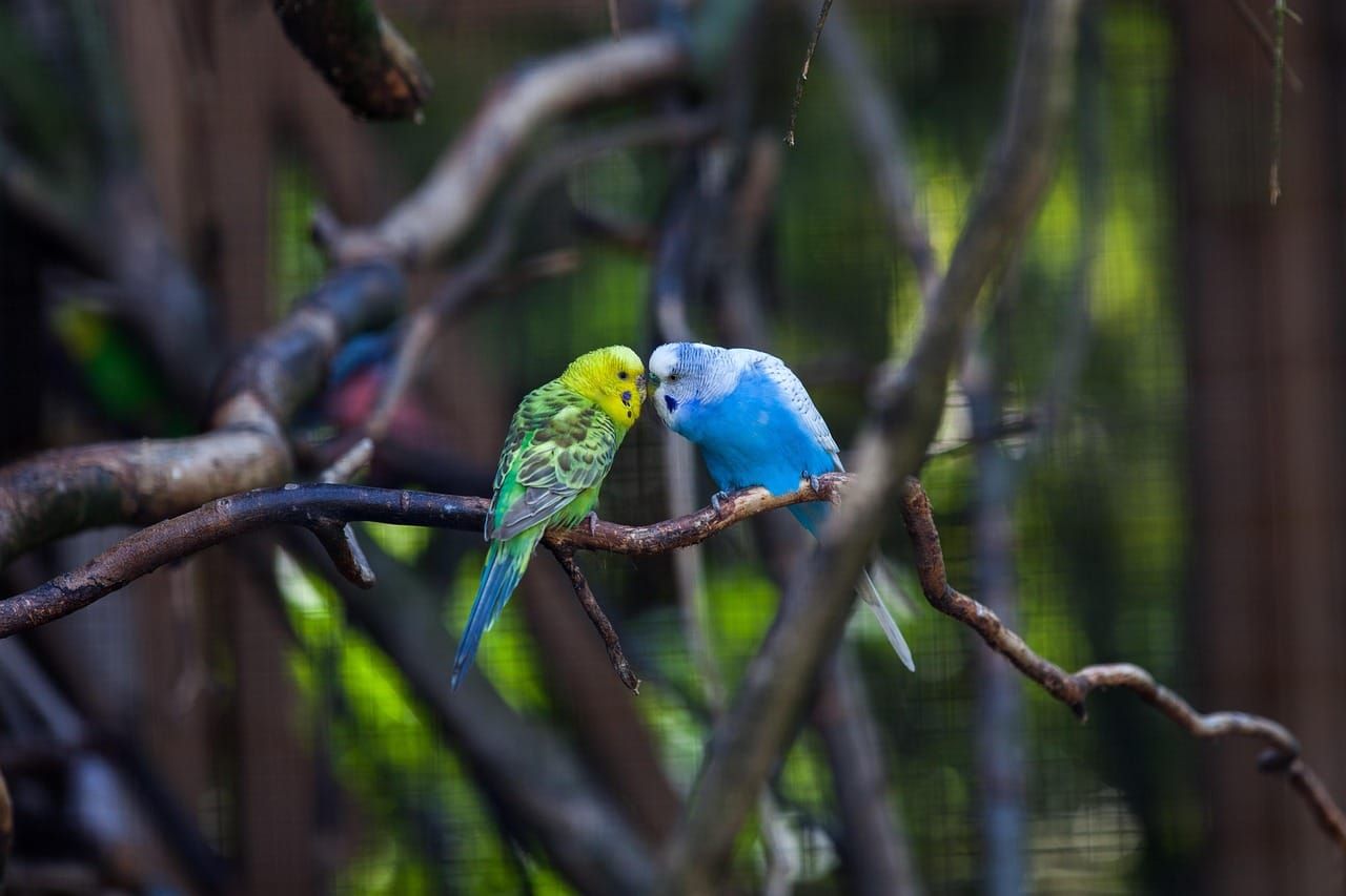 Sex shamans: The revolving bedroom door