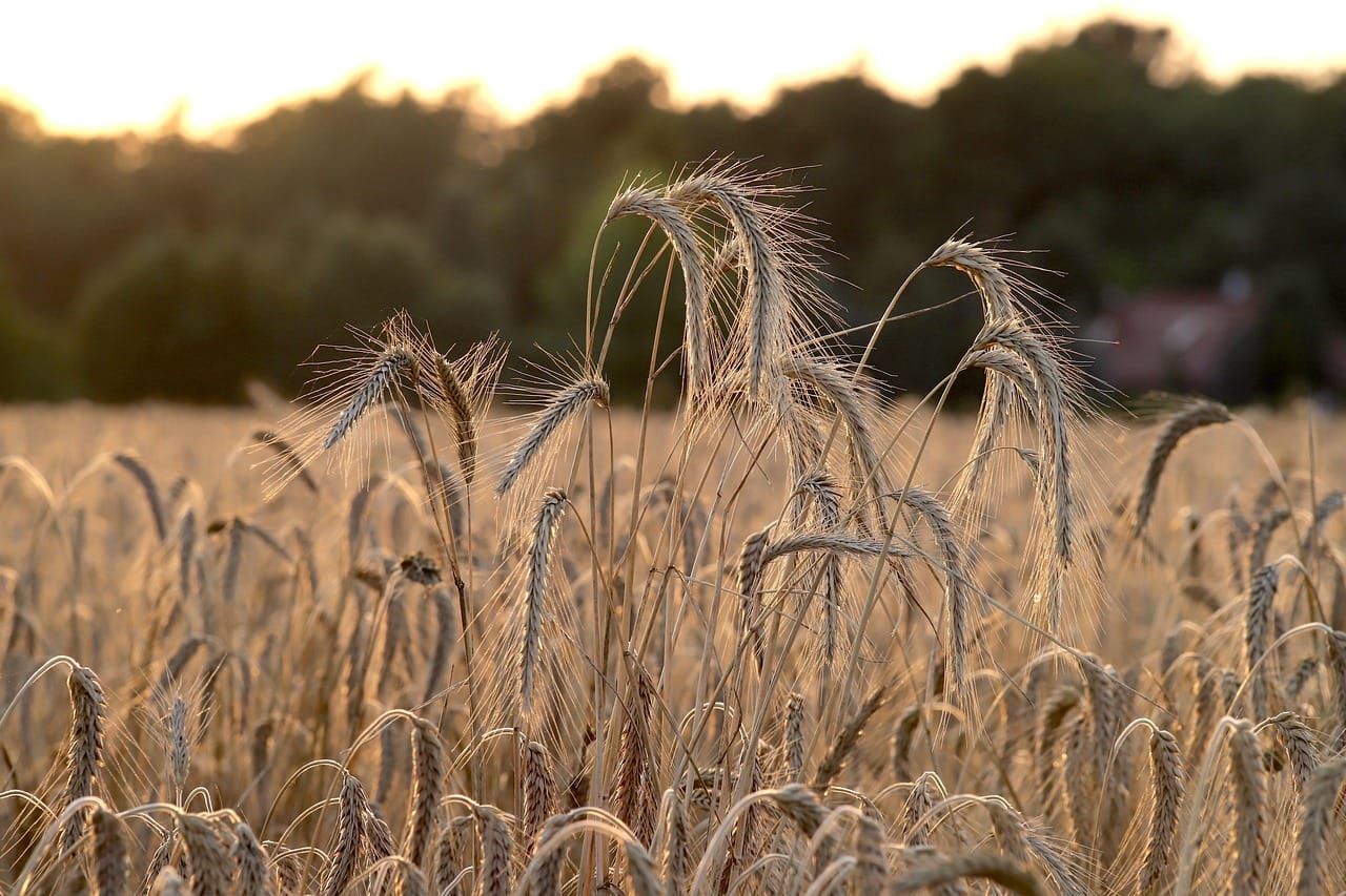 Finding common ground with regenerative agriculture