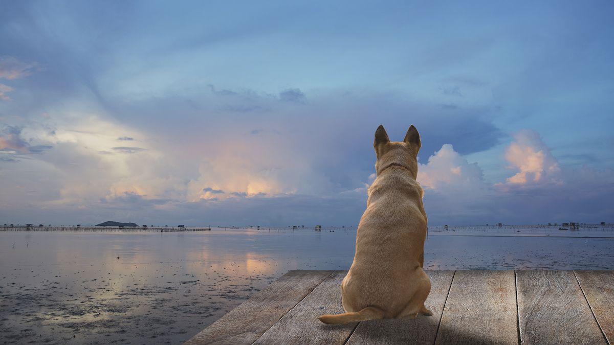 Why I want to die like a dog | dog on dock