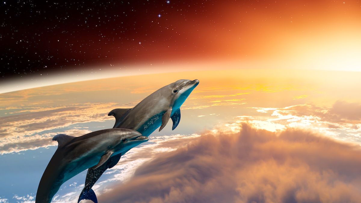 douglas adams there is no normal