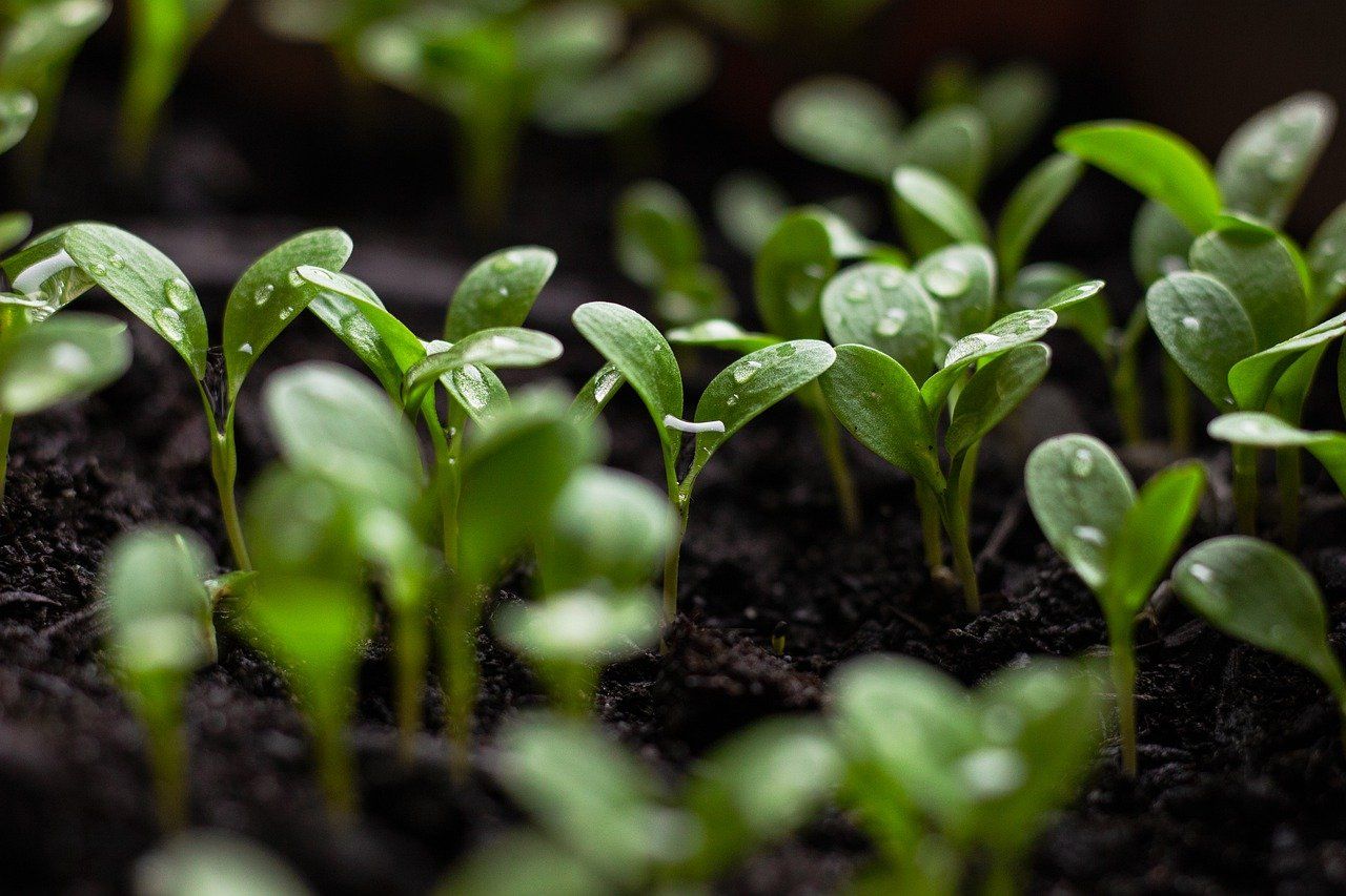 Green seedlings poking through soil