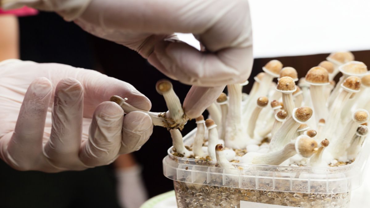 What's the future for legalizing psychedelics? | mushrooms